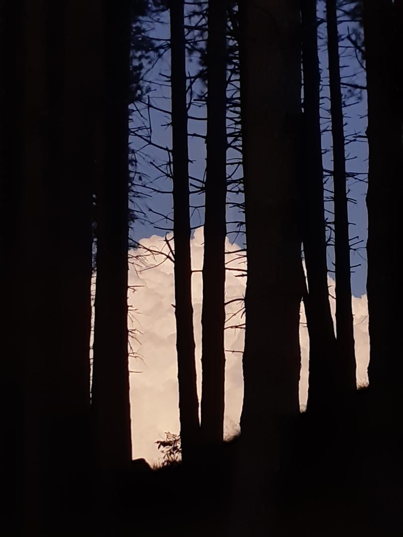 bosco madonna del monte 5 settembre 19