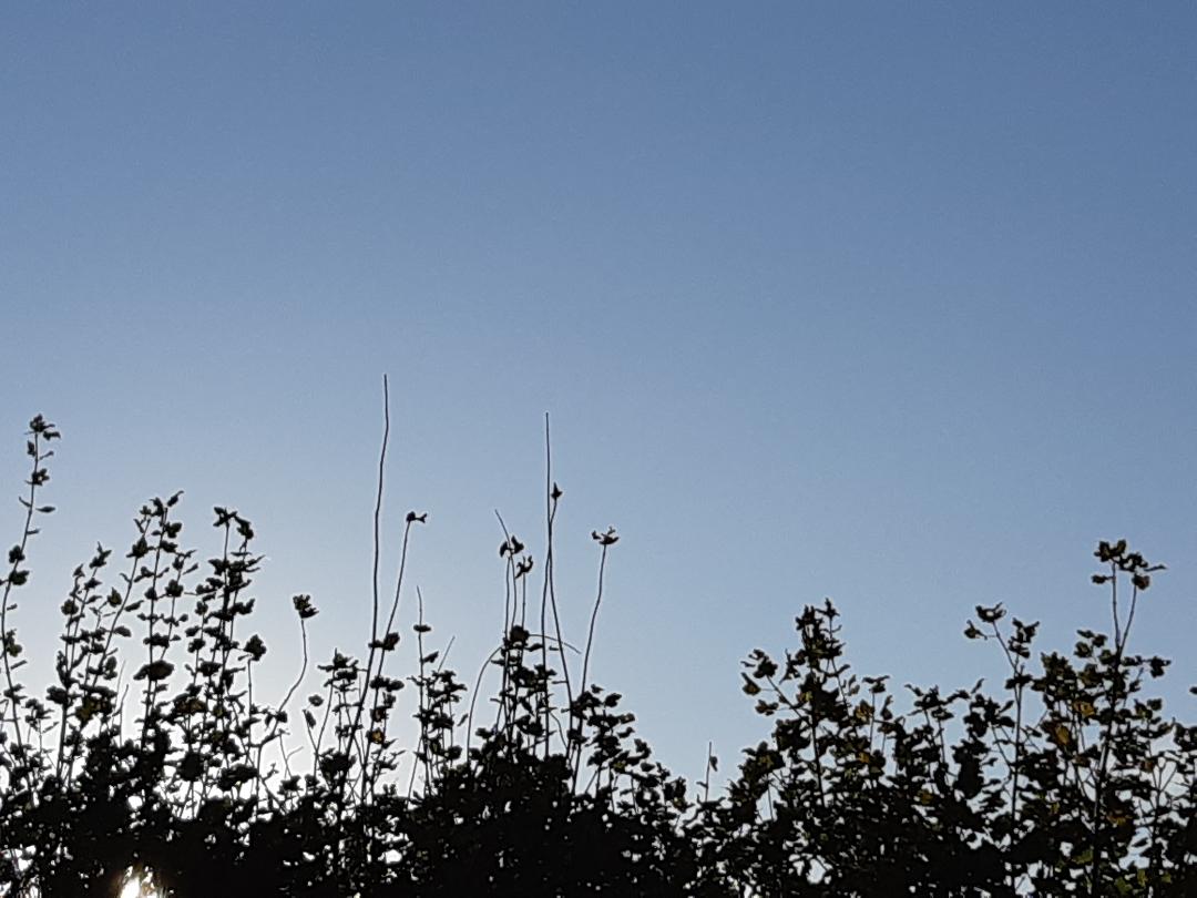 fronde d'albero a Mozzacoda di Crocetta